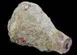 Dimetrodon Partial Limb Bone - Texas #67822-1